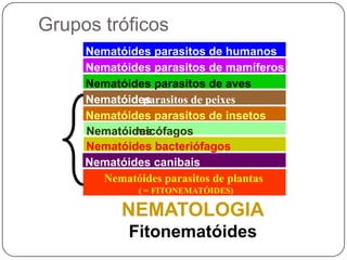 60%: plantas e animais