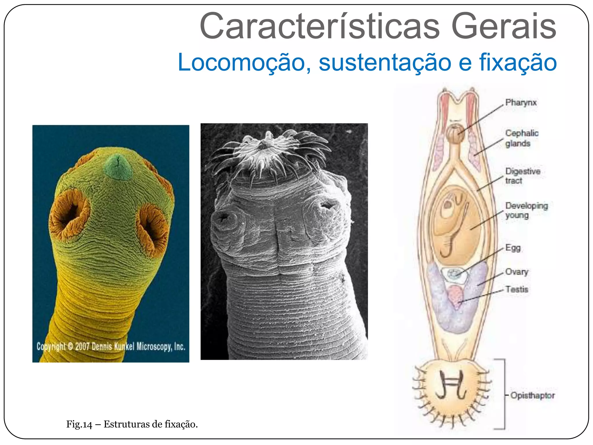 Características Gerais
                          Locomoção, sustentação e fixação




Fig.14 – Estruturas de fixação.
 