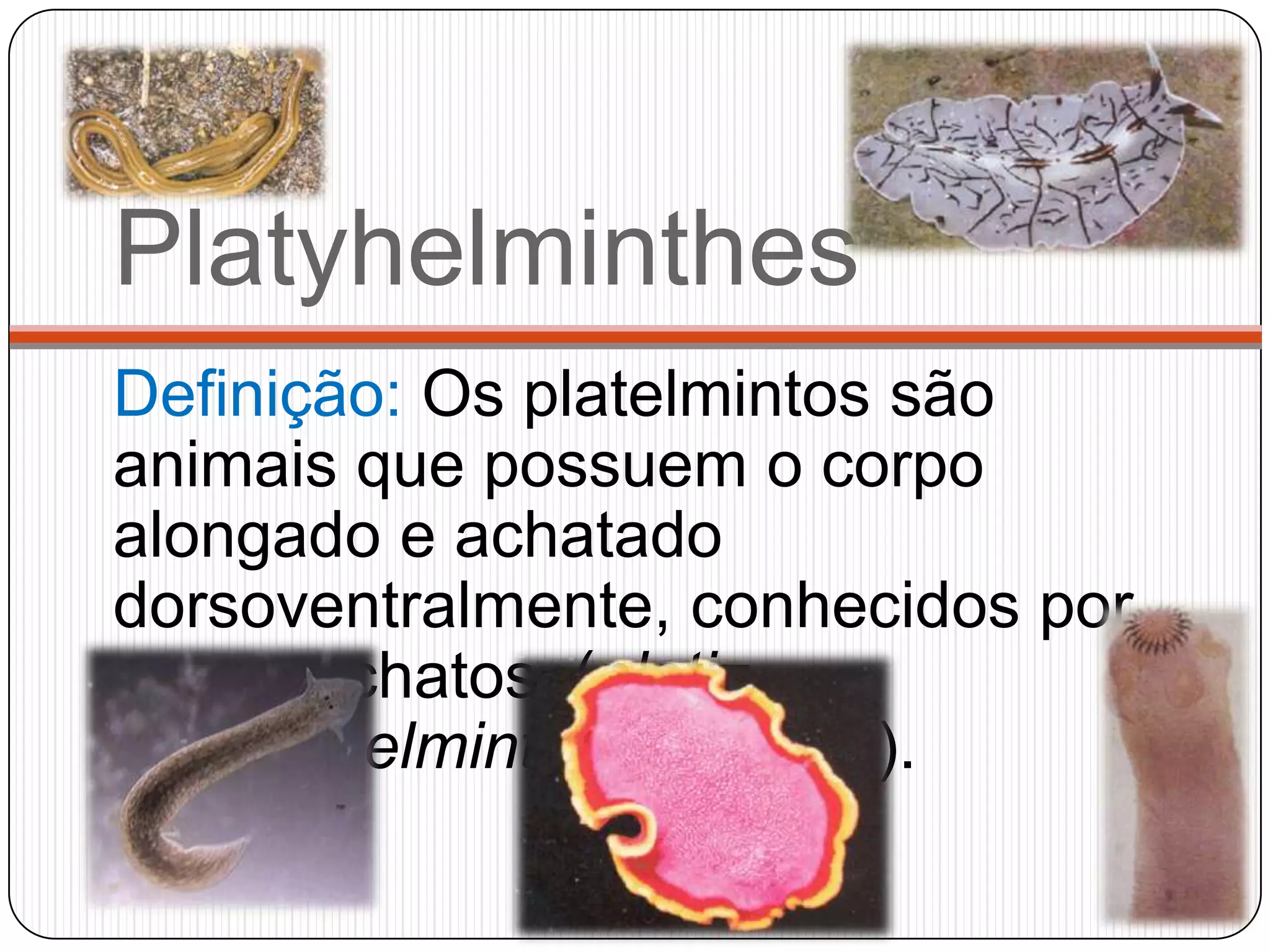 Platyhelminthes
Definição: Os platelmintos são
animais que possuem o corpo
alongado e achatado
dorsoventralmente, conhecidos por
vermes chatos, (plati=
chato, helmintos =vermes).
 