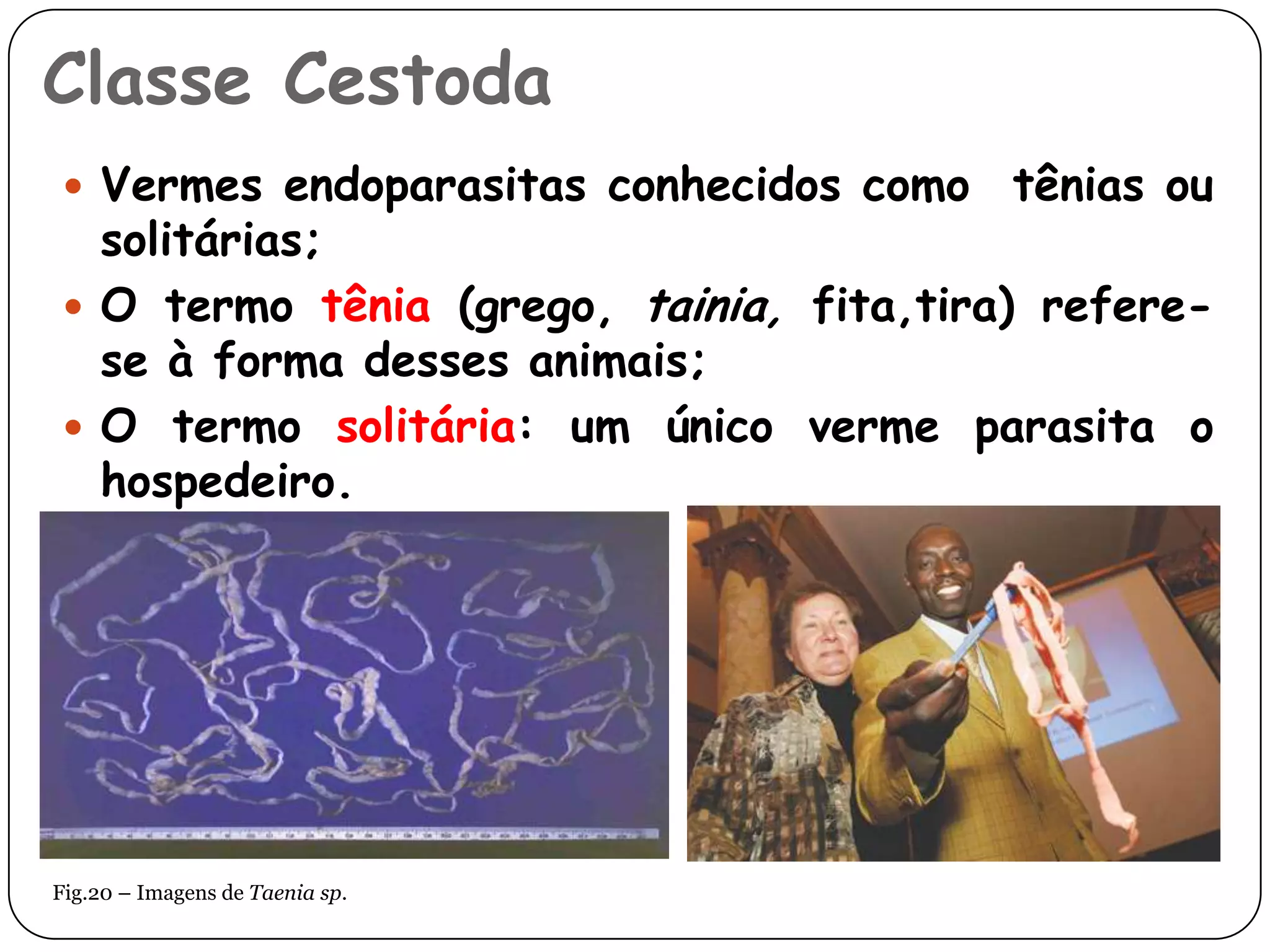 Classe Cestoda
  Vermes endoparasitas conhecidos como   tênias ou
   solitárias;
  O termo tênia (grego, tainia, fita,tira) refere-
   se à forma desses animais;
  O termo solitária: um único verme parasita o
   hospedeiro.




Fig.20 – Imagens de Taenia sp.
 