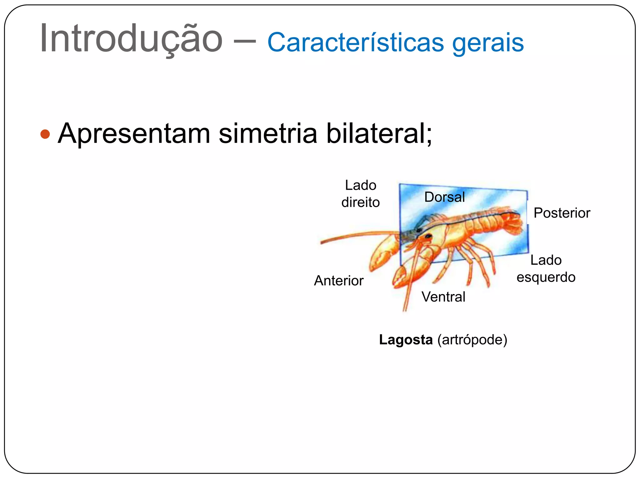 Introdução – Características gerais

 Apresentam simetria bilateral;
 Têm     como habitat Lado   ambientes muito
                                 Dorsal
  úmidos, a água doce e o mar;
                         direito
                                           Posterior

 São invertebrados;                       Lado
                                         esquerdo
 São destituídos de sistemasVentral
                     Anterior
                                  respiratório e
  circulatório.
                               Lagosta (artrópode)
 