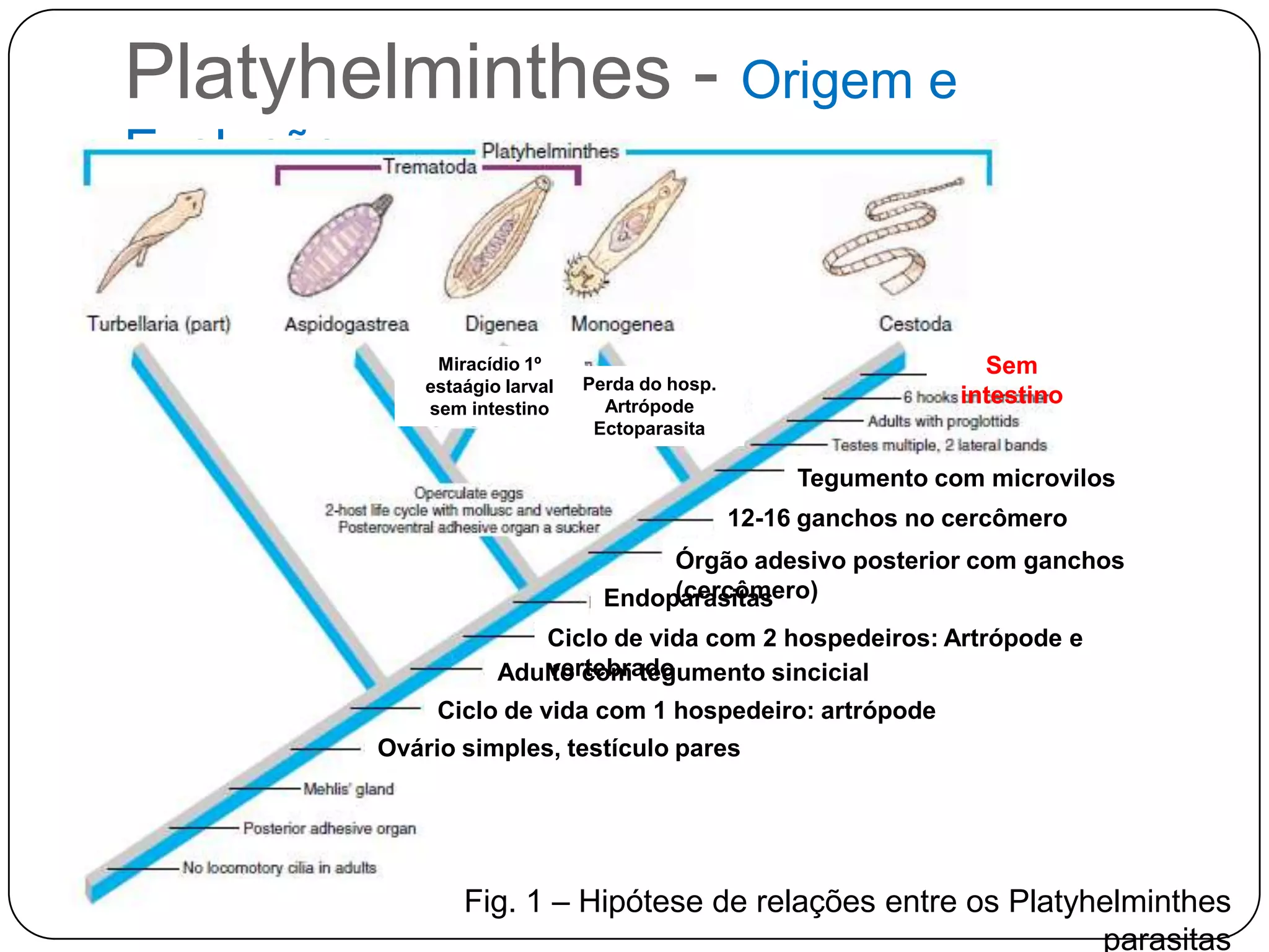 Platyhelminthes - Origem e
Evolução


                Miracídio 1º                                         Sem
               estaágio larval   Perda do hosp.
               sem intestino       Artrópode                       intestino
                                  Ectoparasita

                                                       Tegumento com microvilos
                                                  12-16 ganchos no cercômero
                                        Órgão adesivo posterior com ganchos
                                        (cercômero)
                                   Endoparasitas
                          Ciclo de vida com 2 hospedeiros: Artrópode e
                          vertebrado
                       Adulto com tegumento sincicial
                Ciclo de vida com 1 hospedeiro: artrópode
           Ovário simples, testículo pares




                   Fig. 1 – Hipótese de relações entre os Platyhelminthes
                                                                parasitas
 