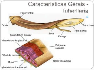 Características Gerais -
                  Face ventral       Tuberllaria
                                Tegumento e músculos

Ocelo                                                          Face dorsa

                                                       Poro genital
                                Boca
         Musculatura circular
                                         Faringe
Musculatura longitudinal

                                       Epiderme
                                       superior


Glândula mucosa

                                   Corte transversal
        Muco

Musculatura transversal
 