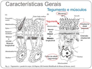 Características Gerais
                                                           Tegumento e músculos
                                                                           Microtríqui
                                                                               as


                                                          Tegument
                                                          o                                           Citoplasma
                                                                                                         distal
                                                                                                       (sincicial)
                                                            Membr
                                                              ana
                                                             basal
                                                           Múscul
                                                               o                                      Extensão
 Múscul
                                                           circular
                                                           Músculo                                    citoplasmáti
     o
                                                         longitudinal                                 ca
 circular
  Músculo
longitudinal




                                                        Corpo da célula
                                                            tegumentar



Fig. 5 – Tegumento e parede do corpo. (A) Digena; (B) Cestoda (Modificado de Brusca & Brusca, 2007)
 