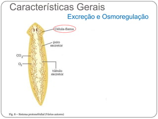 Características Gerais
                                                   Excreção e Osmoregulação




Fig. 8 – Sistema protonefridial (Vários autores)
 