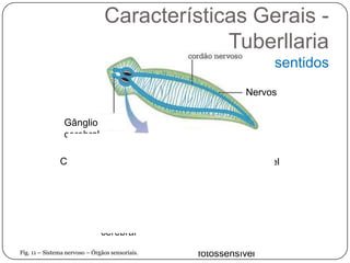 Características Gerais -
                                             Tuberllaria
                                                 Órgãos dos sentidos
                                                           Nervos


                 Gânglio
                 cerebral
                                                      Parte
               Células com                            fotossensível
                 pigmento


                         Nervos p/ o
                             gânglio
                            cerebral
                                                 Célula
Fig. 11 – Sistema nervoso – Órgãos sensoriais.   fotossensível
 