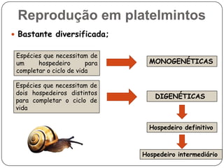 Reprodução em platelmintos
 Bastante diversificada;


 Espécies que necessitam de
 um     hospedeiro       para     MONOGENÉTICAS
 completar o ciclo de vida

 Espécies que necessitam de
 dois hospedeiros distintos
                                    DIGENÉTICAS
 para completar o ciclo de
 vida


                                  Hospedeiro definitivo



                                Hospedeiro intermediário
 
