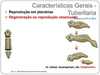 Características Gerais -
 Reprodução em planárias
                           Tuberllaria
 Regeneração ou reprodução assexuada
                                                                    Reprodução




                                              As células mesenquimais são totipotentes.
   Fig.12 – Reprodução assexuada de uma planária
 