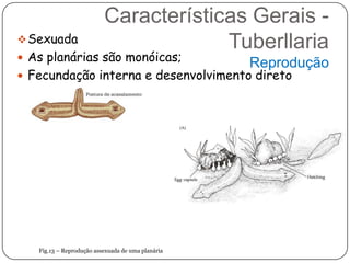 Características Gerais -
 Sexuada                              Tuberllaria
 As planárias são monóicas;
                                                   Reprodução
 Fecundação interna e desenvolvimento direto




   Fig.13 – Reprodução assexuada de uma planária
 