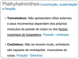 Plathyhelminthes-Locomoção, sustentação
e fixação

  Trematódeos: Não apresentam cílios externos,

   e seus movimentos dependem dos próprios
   músculos da parede do corpo ou dos fluidos
   corpóreos do hospedeiro. Fixação –ventosas.


  Cestódeos: Não se movem muito, entretanto

   são capazes de ondulações musculares do
   corpo. Fixação - Ganchos
 