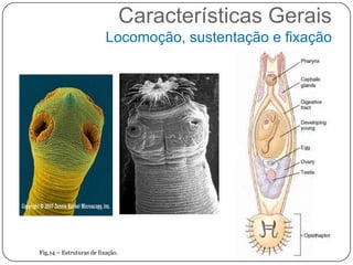 Características Gerais
                          Locomoção, sustentação e fixação




Fig.14 – Estruturas de fixação.
 