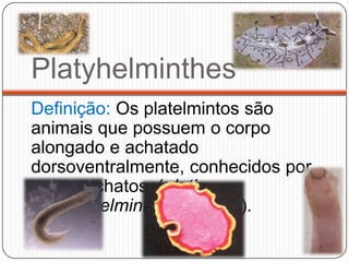 Platyhelminthes
Definição: Os platelmintos são
animais que possuem o corpo
alongado e achatado
dorsoventralmente, conhecidos por
vermes chatos, (plati=
chato, helmintos =vermes).
 