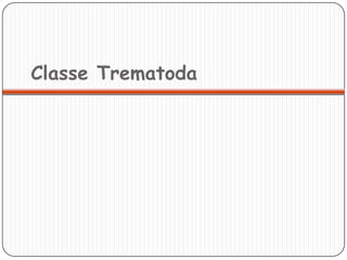 Classe Trematoda
 