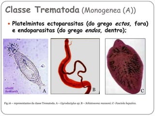 Classe Trematoda (Monogenea (A))
   Platelmintos ectoparasitas (do grego                                                     ectos, fora)
      e endoparasitas (do grego endos, dentro);




                                A                                         B                                        C

Fig.16 – representantes da classe Trematoda. A – Gyrodactylus sp; B – Schistosoma mansoni; C- Fasciola hepatica.
 