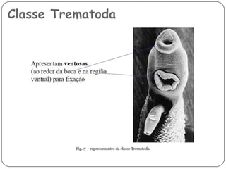 Classe Trematoda




          Fig.17 – representantes da classe Trematoda.
 