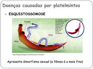 Doenças causadas por platelmintos
 ESQUISTOSSOMOSE




     Fig.18 representação de Schistosoma mansoni



  Apresenta dimorfismo sexual (a fêmea é a mais fina)
 
