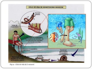 Fig.19 – Ciclo de vida de S. mansoni
 