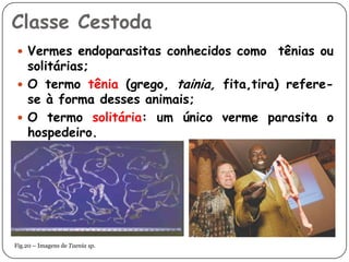 Classe Cestoda
  Vermes endoparasitas conhecidos como   tênias ou
   solitárias;
  O termo tênia (grego, tainia, fita,tira) refere-
   se à forma desses animais;
  O termo solitária: um único verme parasita o
   hospedeiro.




Fig.20 – Imagens de Taenia sp.
 