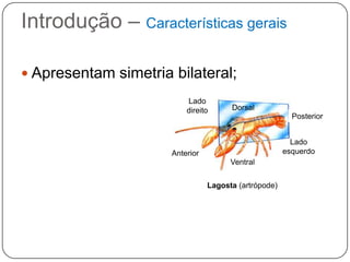 Introdução – Características gerais

 Apresentam simetria bilateral;
 Têm     como habitat Lado   ambientes muito
                                 Dorsal
  úmidos, a água doce e o mar;
                         direito
                                           Posterior

 São invertebrados;                       Lado
                                         esquerdo
 São destituídos de sistemasVentral
                     Anterior
                                  respiratório e
  circulatório.
                               Lagosta (artrópode)
 