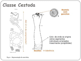 Classe Cestoda




 Fig.21 – Representação de uma tênia.
 