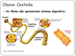 Classe Cestoda
  As tênias não apresentam sistema digestório;

Escólex



                                       Proglótides
                                       imaturas




                                               Proglótides
                                               grávidas




Fig.22 – Representação de uma tênia.
 