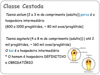 Classe Cestoda
Taenia solium [2 a 3 m de comprimento (adulto)] porco é o
hospedeiro intermediário
(800 a 1000 proglótides, ~ 80 mil ovos/proglótide)


Taenia saginata [4 a 8 m de comprimento (adulto)] ( até 2
mil proglótides, ~ 160 mil ovos/proglótide)
O boi é o hospedeiro intermediário
* O homem é hospedeiro DEFINITIVO
e OBRIGATÓRIO
 