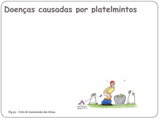 Doenças causadas por platelmintos




 Fig.25 - Ciclo de transmissão das tênias.
 