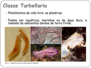 Classe Turbellaria
 • Platelmintos de vida livre: as planárias;

 • Podem ser aquáticas, marinhas ou de água doce, e
    também de ambientes úmidos de terra firme.




Fig. 2 – Planárias em seus vários tipos de habitats.
 