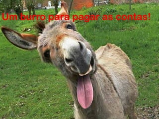 Um burro para pagar as contas!

 
