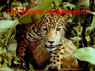 Um jaguar na garagem !

 