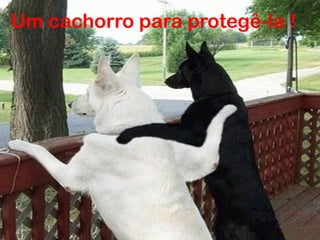 Um cachorro para protegê-la !

 