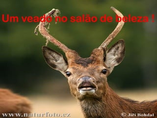 Um veado no salão de beleza !

 