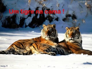 Um tigre na cama !

 