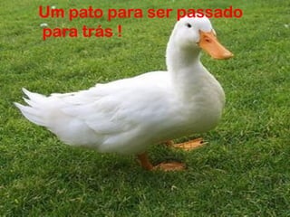 Um pato para ser passado
para trás !

 