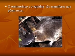 O ornintorinco e o equidna  são mamíferos que põem ovos. 