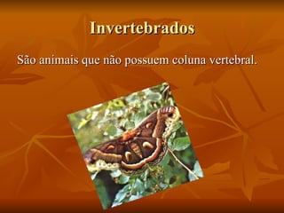 Invertebrados São animais que não possuem coluna vertebral. 