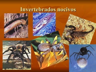 Invertebrados nocivos 