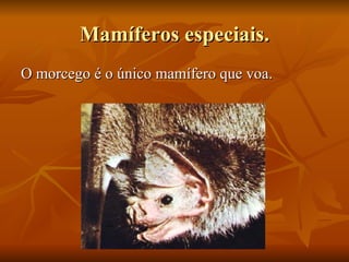 Mamíferos especiais. O morcego é o único mamífero que voa. 