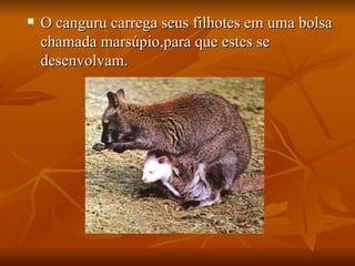 O canguru carrega seus filhotes em uma bolsa chamada marsúpio,para que estes se desenvolvam. 