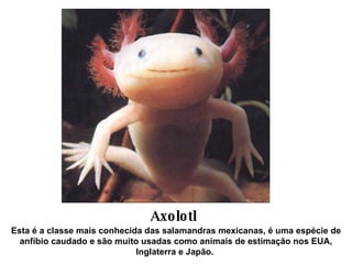 Axolotl Esta é a classe mais conhecida das salamandras mexicanas, é uma espécie de anfíbio caudado e são muito usadas como animais de estimação nos EUA, Inglaterra e Japão.   