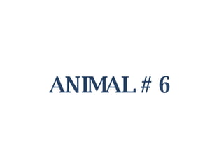 ANIMAL # 6 