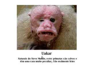 Uakari   Naturais do Novo Mundo, estes primatas são calvos e têm uma cara muito peculiar,. São realmente feios 