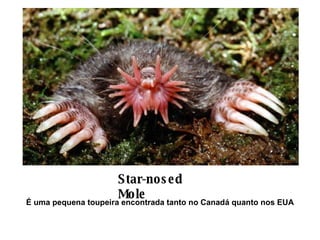 Star-nosed Mole   É uma pequena toupeira encontrada tanto no Canadá quanto nos EUA 