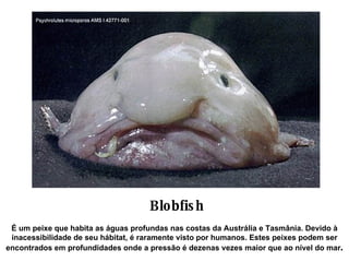 Blobfish É um peixe que habita as águas profundas nas costas da Austrália e Tasmânia. Devido à inacessibilidade de seu hábitat, é raramente visto por humanos. Estes peixes podem ser encontrados em profundidades onde a pressão é dezenas vezes maior que ao nível do mar . 