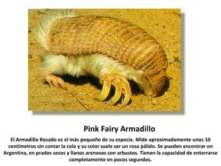 Pink Fairy Armadillo El Armadillo Rosado es el más pequeño de su especie. Mide aproximadamente unos 10 centímetros sin contar la cola y su color suele ser un rosa pálido. Se pueden encontrar en Argentina, en prados secos y llanos arenosos con arbustos. Tienen la capacidad de enterrarse completamente en pocos segundos. 