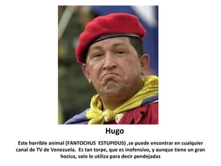 Hugo Este horrible animal (FANTOCHUS  ESTUPIDUS) ,se puede encontrar en cualquier canal de TV de Venezuela.  Es tan torpe, que es inofensivo, y aunque tiene un gran hocico, solo lo utiliza para decir pendejadas 