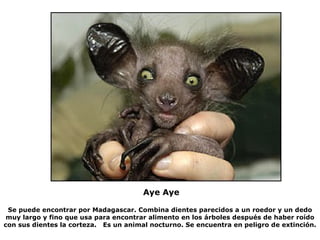 Se puede encontrar por Madagascar. Combina dientes parecidos a un roedor y un dedo muy largo y fino que usa para encontrar alimento en los árboles después de haber roído con sus dientes la corteza.  Es un animal nocturno. Se encuentra en peligro de extinción.  Aye Aye   