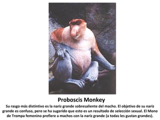 Proboscis Monkey Su rasgo más distintivo es la nariz grande sobresaliente del macho. El objetivo de su nariz grande es confuso, pero se ha sugerido que esto es un resultado de selección sexual. El Mono de Trompa femenino prefiere a machos con la nariz grande (a todas les gustan grandes). 