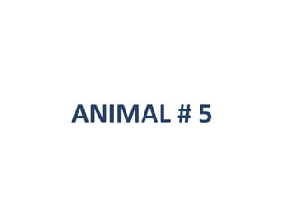 ANIMAL # 5 