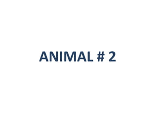 ANIMAL # 2 
